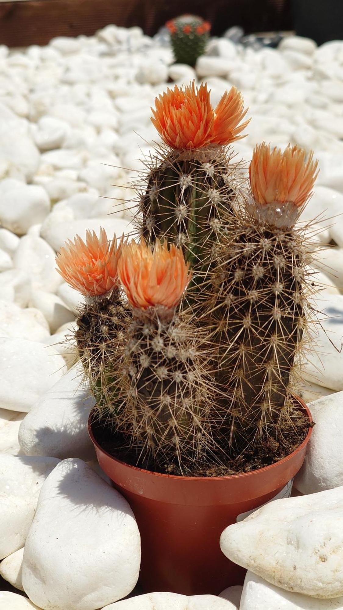 דירות דורס Giardino Alto חדר תמונה